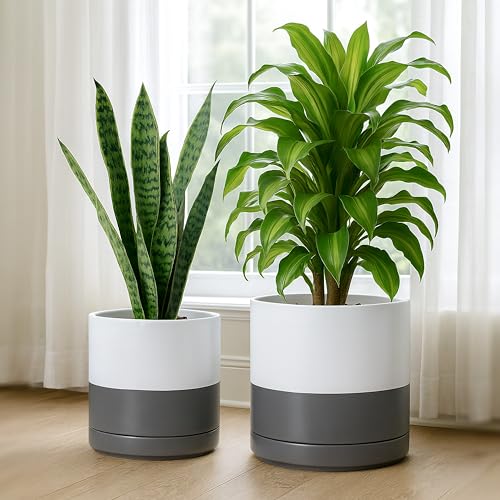 D'vine Dev 2-Pack Ceramic Pots with Saucers, 8/10 in, White/Grey, 94-G-L-6 | Glazed Ceramic, Drainage Hole, Perfect-Fit Saucer, Sleek Cylinder Shape, High Temperature Fired, Elegant Home Accent - color: White/Speckled Grey, size: Large