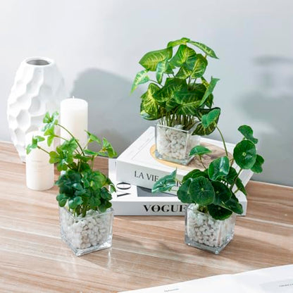 MyGift Artificial Clover and Taro Plants in Clear Glass Vase with Decorative White Stones, Set of 3 - color: Clear (White Pebbles)