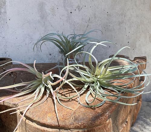 Casktcom® Extra Large Artificial Air Plants – Set of 3 Faux Tillandsia Bromeliads，Fake Succulent Plants – No Care Needed - size: Large