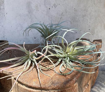 Casktcom® Extra Large Artificial Air Plants – Set of 3 Faux Tillandsia Bromeliads，Fake Succulent Plants – No Care Needed - size: Large