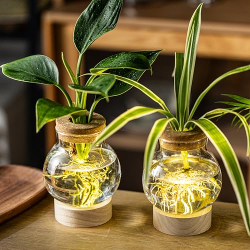 Propagation Stations, Plant Propagation Station with Light Base, Glass Propagation Vases, Hydroponic Vase for Plants, Glass Terrarium for Home Office Windowsill Tabletop Decoration (2)