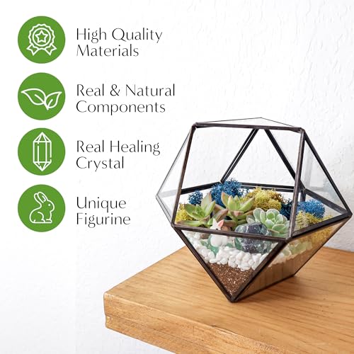 Creations by Nathalie DIY Geometric Glass Terrarium Kit with Moss & Tools | DIY geometric glass terrarium kit with moss, tools, and supplies for creating an indoor terrarium display with your plants. - color: 7” Geometric Dodecahedron
