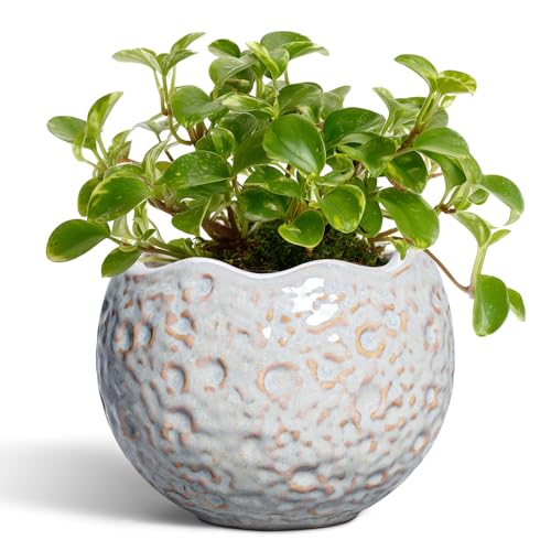 4 Inch Plant Pots - Ceramic Flower Pot for Indoor Outdoor Plants, Small Plant Pot with Drainage Hole and Plug, Round Planter, Unique Plant Pots, Home Decor, Gardening Gifts for Women, Grey - color: Gray, size: 4.5 Inch
