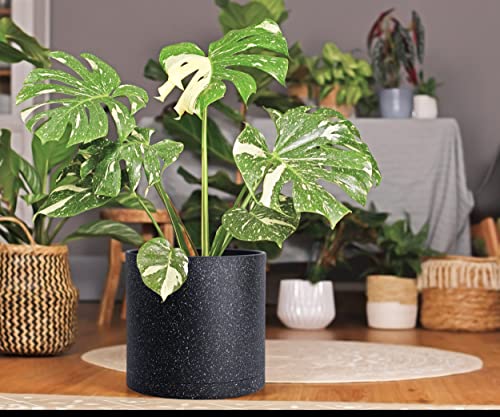 D'vine Dev 3-Pack Plastic Pots, 6.5/8/10 in, Speckled Black, 74-V-F-4 | Multi-Size Options, Lightweight Durable, Matte Finish, Cylinder Shape, Drainage Holes, Sleek Design, Detachable Saucer - color: Speckled Black, size: Large