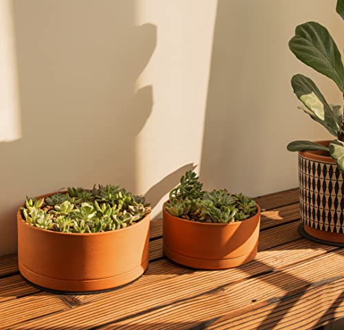 D'vine Dev Terracotta Shallow Planter Pot with Saucer, 8 in, 40-Y-A-0 | Wide Bowl Design, Unglazed Terracotta, Porous & Breathable, Minimalist Style, Ideal for Succulent Arrangements - size: 8 Inch