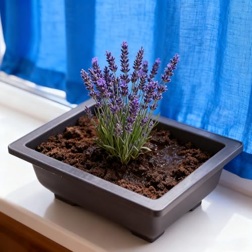 15 PCS 6.5 Inch Bonsai Training Pots with Trays, Rectangular Plastic Growing Pots, Flower Succulent Pots Container for Garden, Yard, Office, Porch, Balcony, Home Decoration - size: 6.5 Inch