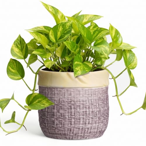 6 Inch Planter, Ceramic Pots for Plants, Round Flower Pots, Purple | Decorative Plant Pot with Drainage Hole, Boho Flower Pot for Indoor Plants, Apartment Decor, Birthday Gift for Women - color: Purple, size: 6 Inch