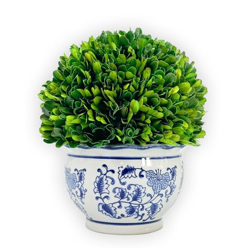 Galt International 9.5" Naturally Preserved Real Boxwood Ball in Hand-Painted Round Bulb Blue & White China Pot Planter Green Indoor Plant Home Decor (9.5" Tall Topiary) - size: Medium 9.5" Round Pot