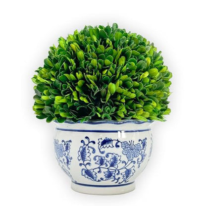 Galt International 9.5" Naturally Preserved Real Boxwood Ball in Hand-Painted Round Bulb Blue & White China Pot Planter Green Indoor Plant Home Decor (9.5" Tall Topiary) - size: Medium 9.5" Round Pot