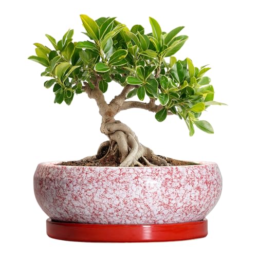 Bonsai Pots Small - 6 Inch Ceramic Succulent Pots with Drainage Hole and Ceramic Saucer, Succulent Planters Indoor Outdoor, Shallow Round Planter, Apartment Decor, Housewarming Gifts, Red - color: Red-white, size: 6 Inch