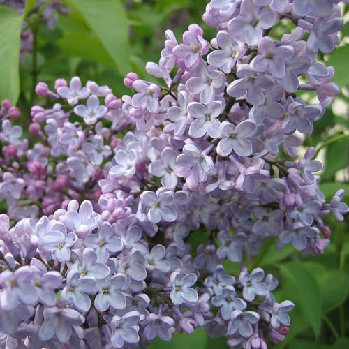 Tuscany Candle Lilac Blossom: Lilac and Violet Scented Candle, 18 oz