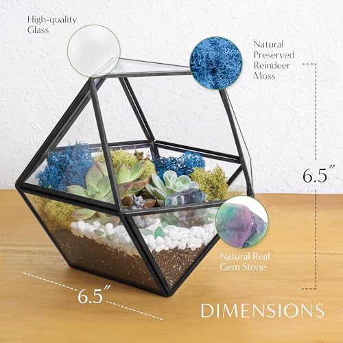 Creations by Nathalie DIY Geometric Glass Terrarium Kit with Moss & Tools | DIY geometric glass terrarium kit with moss, tools, and supplies for creating an indoor terrarium display with your plants. - color: 7” Geometric Dodecahedron