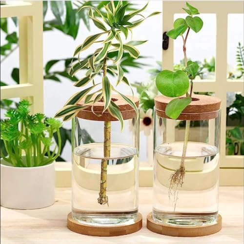 6 PCS Glass Plant Propagation Station for Plants Set Desktop Hydroponic Vases for Succulent Cuttings, Home Office Decoration, Desktop Planter Jars Being Able to Clearly See How Roots Develop