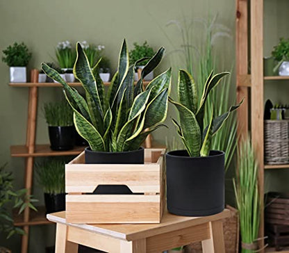 D'vine Dev 3-Pack Plastic Pots & Saucers, 6/6.5/8 in, Black, 74-V-B-3 | Multi-Size Options, Lightweight Durable, Matte Finish, Cylinder Shape, Drainage Holes, Sleek Design, Detachable Saucer - color: Matte Black, size: Medium