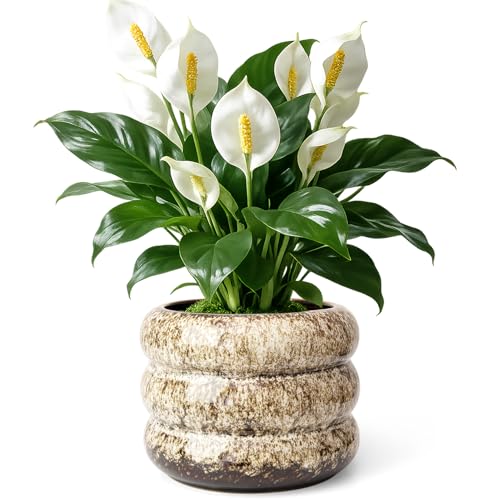 Ceramic 6 inch Plant Pot - Planter for Indoor Plants with Drainage Hole | Flower Pot for Orchid, Succulent,Outdoor Plants, Modern Glaze Planters for Home Office Decor Gift - color: White-s