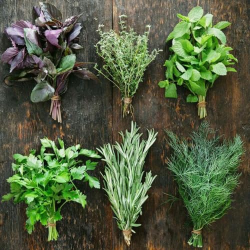 3 Assorted Herb Live Plants, Herb Plants, 4-7 Inch Tall | Moderate Watering, Full Sun, Partial Shade, Well-Drained Soil, Assorted Herb Varieties, Kitchen Garden, Patio Containers