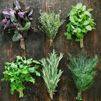 3 Assorted Herb Live Plants, Herb Plants, 4-7 Inch Tall | Moderate Watering, Full Sun, Partial Shade, Well-Drained Soil, Assorted Herb Varieties, Kitchen Garden, Patio Containers