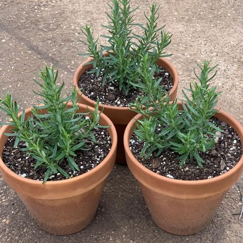 3 Assorted Herb Live Plants, Herb Plants, 4-7 Inch Tall | Moderate Watering, Full Sun, Partial Shade, Well-Drained Soil, Assorted Herb Varieties, Kitchen Garden, Patio Containers