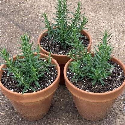 3 Assorted Herb Live Plants, Herb Plants, 4-7 Inch Tall | Moderate Watering, Full Sun, Partial Shade, Well-Drained Soil, Assorted Herb Varieties, Kitchen Garden, Patio Containers