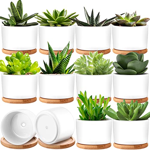 Cindeer 12 Sets Succulent Plant Pot Ceramic Succulent Pots Container Cactus Pots with Bamboo Tray Small Cylinder Flower Plant Pot with Bamboo Saucers for Plants Indoor Outdoor(White,3 x 2.17 Inch) - color: White