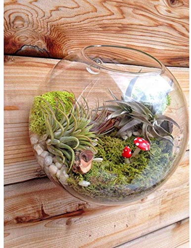 Set of 3 Wall Hanging Planter Wall Hanging Bubble Glass Terrarium Wall Mount Vase for Indoor Planter Air Plant Glass Terrarium Flower Vase Wall Bowl(Oblique Opening)