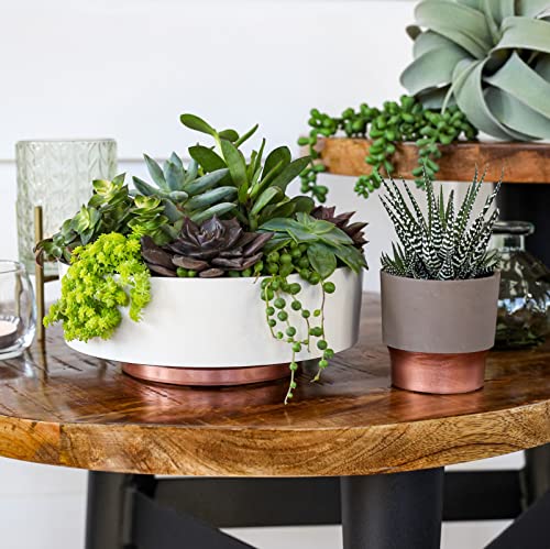 The HC Companies 6 Inch Round Plastic Succulent Capri Bowl 6"x6"x2.25" in Vanilla Bisque with Copper Bottom Color - color: Vanilla Bisque, size: 6"
