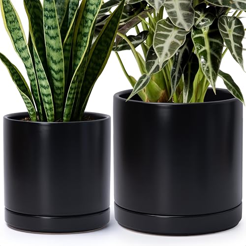 D'vine Dev 2-Pack Ceramic Pots with Saucers, 8/10 in, Black, 94-G-L-2 | Glazed Ceramic, Drainage Hole, Perfect-Fit Saucer, Sleek Cylinder Shape, High Temperature Fired, Elegant Home Accent - color: Black, size: Large