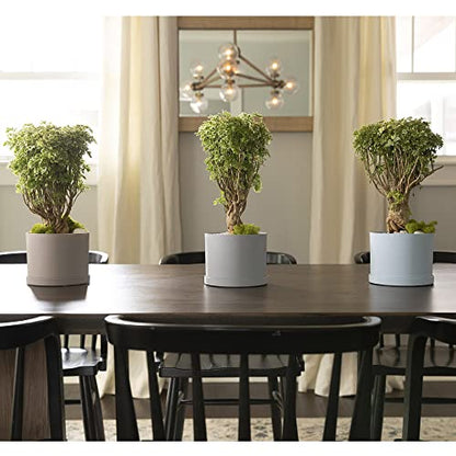 Bloem Mathers Planter w/Saucer Tray 8" Misty Blue (Pack of 3) - color: Misty Blue, size: 8" (Pack of 3)