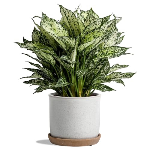 5.8 Inch Ceramic Planter with Drainage Hole & Bonded Saucer | Indoor/Outdoor Plant Pot with Tray - Flowerpot for Home/Office - Retro Grey - color: Retro Style, Grey, size: 6 inch
