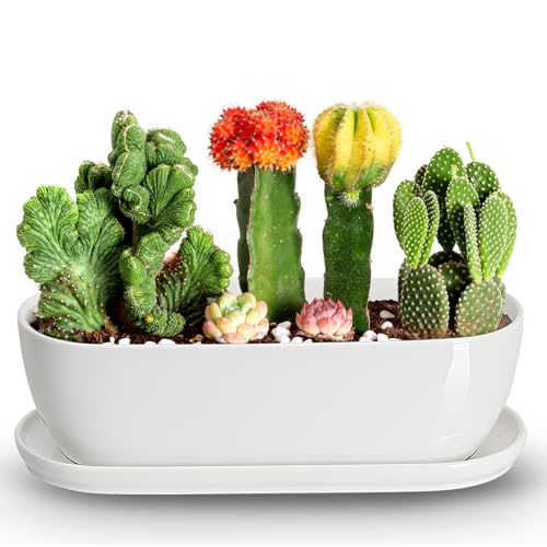 E-liu14 Inch Oval Ceramic Planter Pot with Drainage Hole Saucers | Succulents Planter Home Decor for Indoor Outdoor Plants Herb Cactus with 3 Mesh Pads, Plants Not Included, White - color: White, size: 14 inch Single