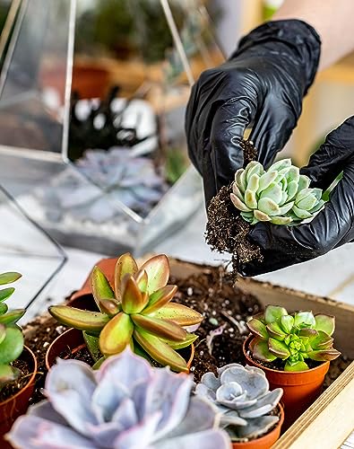 Indoor Plant Pots and Succulent Tools