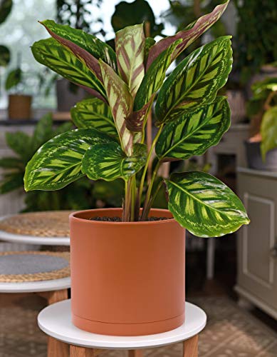 D'vine Dev 3-Pack Plastic Pots & Saucers, 6/6.5/8 in,Terracotta, 74-V-C-3 | Multi-Size Options, Lightweight Durable, Matte Finish, Cylinder Shape, Drainage Holes, Sleek Design, Detachable Saucer - color: Terracotta, size: Medium