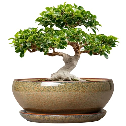 SQOWL Ceramic Bonsai Pots - 12 Inch Succulent Pots with Drainage Hole and Saucer, Large Succulent Planters, Shallow Planter Indoor Outdoor, Round Planter Bowl, Home Decor, Gift for Plant Lover, Brown - color: Speckled-brown, size: 12 Inch