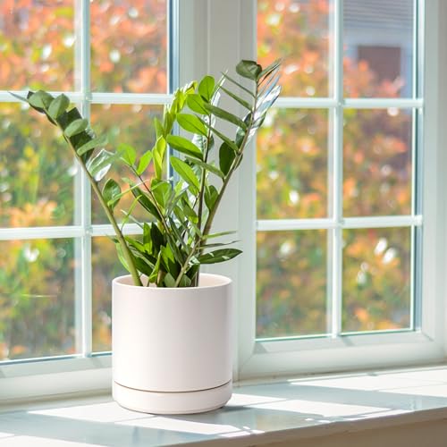 D'vine Dev 2-Pack Ceramic Pots with Saucers, Oatmeal, 6.5 in, 94-V-C-8 | Modern Cylinder Design, Glazed Ceramic, Drainage Hole & Saucer Included, High Temperature Fired, Elegant Home Accent - color: Oatmeal, size: 6 Inch