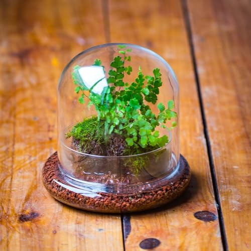 Small Glass Cloche Dome with Base for Mini Carnivorous Plants | 5.9 x 5.9 x 5.7 Inch Clear Glass Cloche Bell Jar - Home Tabletop Display Terrarium, Indoor Decorative (No Plants Included)