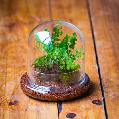 Small Glass Cloche Dome with Base for Mini Carnivorous Plants | 5.9 x 5.9 x 5.7 Inch Clear Glass Cloche Bell Jar - Home Tabletop Display Terrarium, Indoor Decorative (No Plants Included)