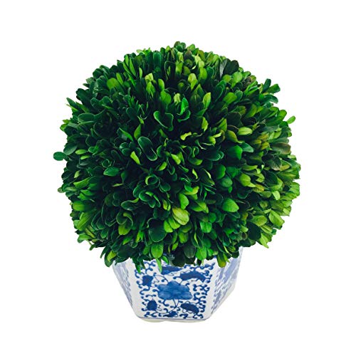 Galt International 11" Naturally Preserved Real Boxwood Ball in Hand-Painted Blue & White China Pot Planter Green Indoor Plant Home Decor (11" Tall Topiary) - size: Large 11" Hexagon Pot