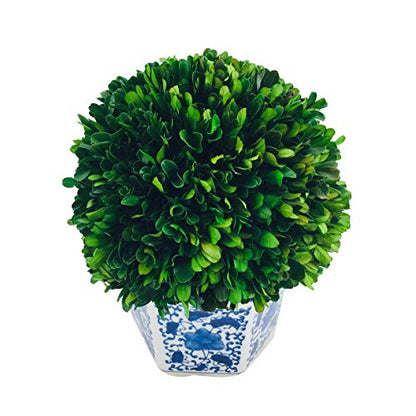 Galt International 11" Naturally Preserved Real Boxwood Ball in Hand-Painted Blue & White China Pot Planter Green Indoor Plant Home Decor (11" Tall Topiary) - size: Large 11" Hexagon Pot