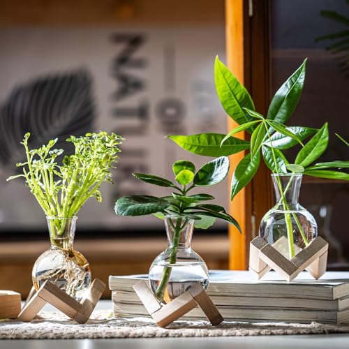 Propagation Stations, Propagation vases with Wooden Stand, Small Tabletop Glass Bulb Vases for Hydroponics Plant Propagation Station Home Office Decoration, Gift for Women Plant Lovers (2)