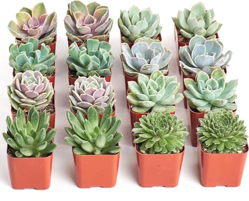 Shop Succulents Rosette Succulent Plant Pack Bulk Collection - Live Mini Succulent Plants, Low Maintenance, Floral Shaped Mix of Colors & Textures - Wedding and Party Favors, Gift & Garden, Pack of 16 - size: 16-Pack