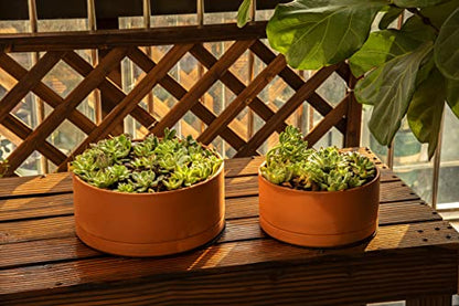 D'vine Dev Terracotta Shallow Planter Pot with Saucer, 10 in, 40-Y-B-0 | Wide Bowl Design, Unglazed Terracotta, Porous & Breathable, Minimalist Style, Ideal for Succulent Arrangements - size: 10 Inch