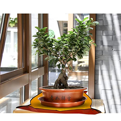 "XL Potting Mat | Portable Gardening & Transplanting Mat | Repotting & Waterproof | Ideal for Plants, Bonsai, Succulents (39x39") | The Bonsai Supply"