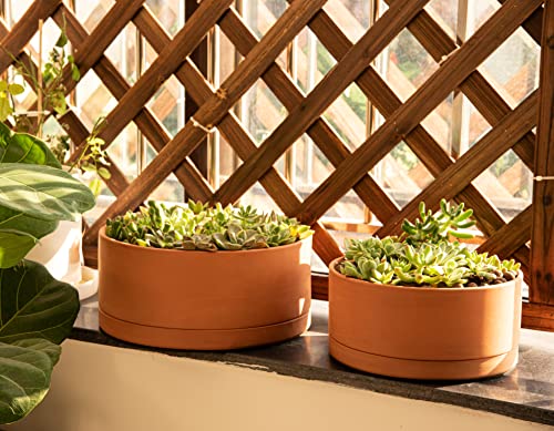 D'vine Dev Terracotta Shallow Planter Pot with Saucer, 10 in, 40-Y-B-0 | Wide Bowl Design, Unglazed Terracotta, Porous & Breathable, Minimalist Style, Ideal for Succulent Arrangements - size: 10 Inch