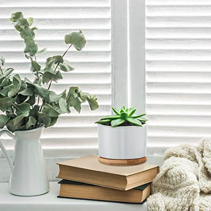 Cindeer 12 Sets Succulent Plant Pot Ceramic Succulent Pots Container Cactus Pots with Bamboo Tray Small Cylinder Flower Plant Pot with Bamboo Saucers for Plants Indoor Outdoor(White,3 x 2.17 Inch) - color: White