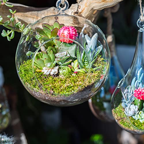 PATIKIL Round Globe Terrarium Air Plant Planter, 5.4 Inch High Borosilicate Glass Hanging Decorations for Succulent, Tillandsia, Clear - size: 5.4 Inch