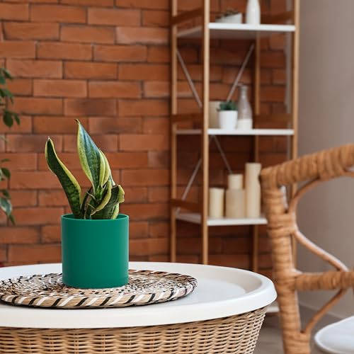 D'vine Dev 3-Pack Plastic Pots & Saucers, 4/5/6 in, Green, 74-V-D-1 | Multi-Size Options, Lightweight Durable, Matte Finish, Cylinder Shape, Drainage Holes, Sleek Design, Detachable Saucer - color: Green, size: Small