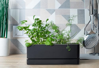 D'vine Dev Rectangular Planter, 12 x 4.5 in, Black, 76-X-B-1 | Minimalist Design, Large Planting Capacity, Drainage Holes & Saucer, Thick-Walled Durable Build, Ideal for Windowsills - color: Black