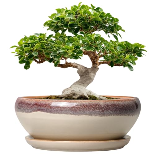 SQOWL Bonsai Pots 12 Inch - Large Ceramic Succulent Planters, Shallow Planter with Drainage Hole and Saucer, Round Bowl Planter for Indoor Outdoor Plants, Home Decor, Plant Lover Gifts, Beige - color: Beige, size: 12 Inch