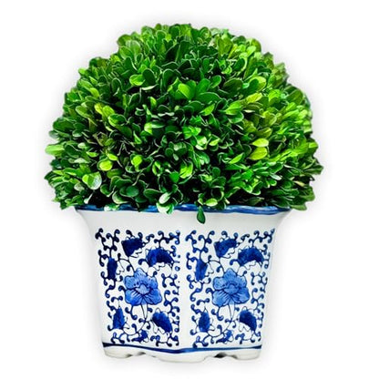 Galt International 11" Naturally Preserved Real Boxwood Ball in Hand-Painted Blue & White China Pot Planter Green Indoor Plant Home Decor (11" Tall Topiary) - size: Large 11" Hexagon Pot