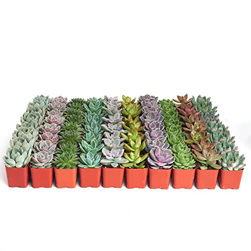 Shop Succulents Rosette Succulent Plant Pack Bulk Collection - Live Mini Succulent Plants, Low Maintenance, Floral Shaped Mix of Colors & Textures - Wedding and Party Favors, Gift & Garden, Pack of 40 - size: 40-Pack